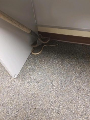 Slithery Situation