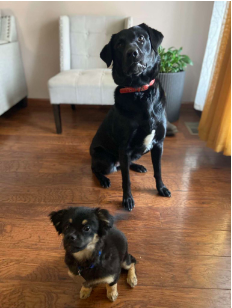 Kali and Bear prepping to go for a walk