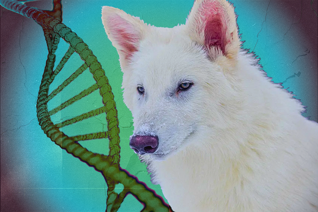 Have scientists brought this wolf species back from extinction?